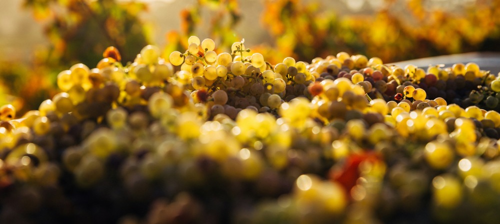 Terroir du médoc vins