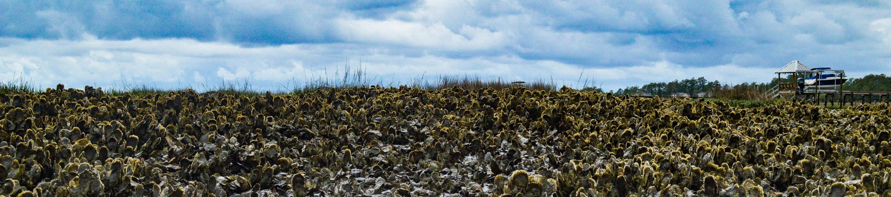 Top 5 des fermes aquacoles du Médoc