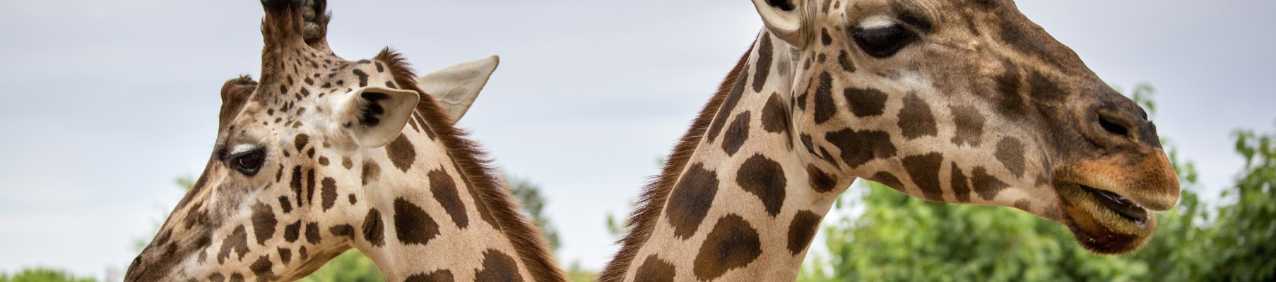 zoo-bassin-arcachon-girafe