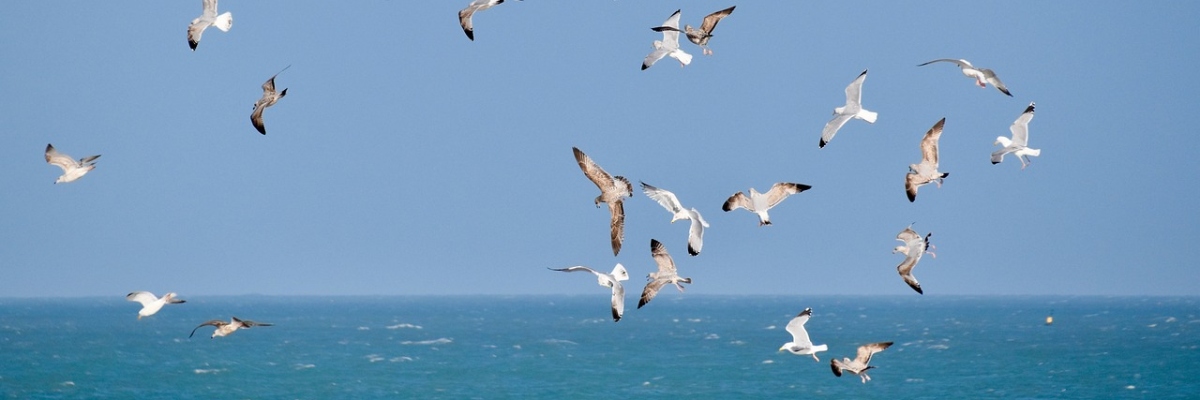 oiseaux-ile-arcachon-goelands